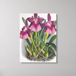  Paarse Lady Orchids Miltonia Spectabilis Canvas Afdruk