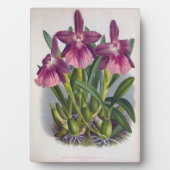  Paarse Lady Orchids Miltonia Spectabilis Fotoplaat (voorkant)