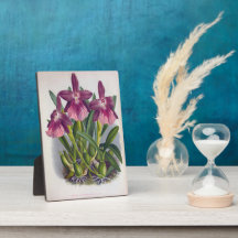 Paarse Lady Orchids Miltonia Spectabilis