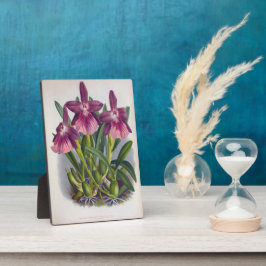  Paarse Lady Orchids Miltonia Spectabilis Fotoplaat