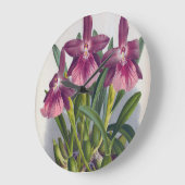  Paarse Lady Orchids Miltonia Spectabilis Grote Klok (Hoek)