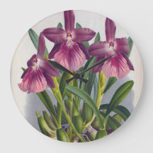 Paarse Lady Orchids Miltonia Spectabilis