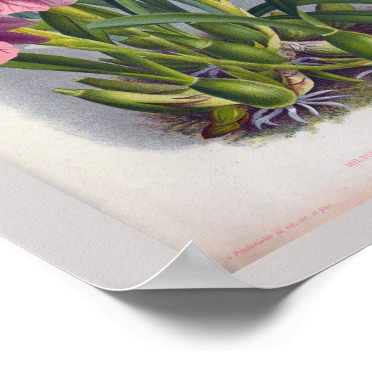  Paarse Lady Orchids Miltonia Spectabilis Poster (Hoek)