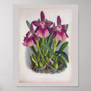 Paarse Lady Orchids Miltonia Spectabilis Poster