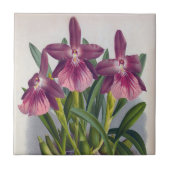  Paarse Lady Orchids Miltonia Spectabilis Tegeltje (Voorkant)