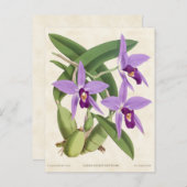 Paarse Laelia Orchid  Botanisch Briefkaart (Voorkant / Achterkant)