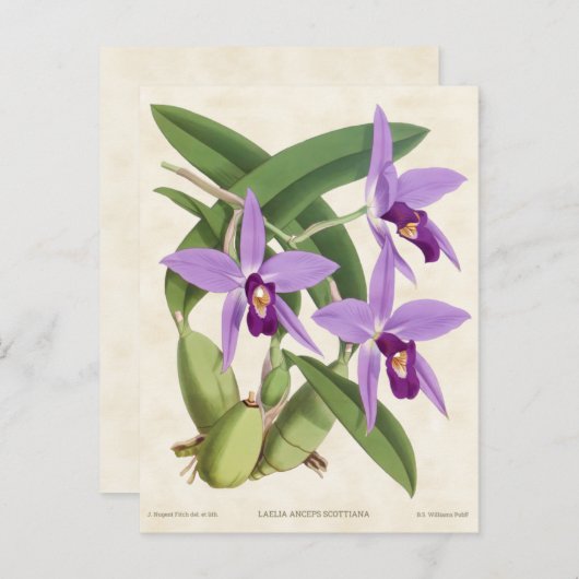 Paarse Laelia Orchid  Botanisch Briefkaart (Voorkant / Achterkant)