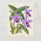 Paarse Laelia Orchid  Botanisch Briefkaart (Voorkant)