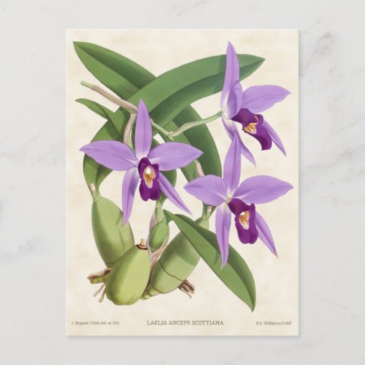 Paarse Laelia Orchid  Botanisch Briefkaart (Voorkant)