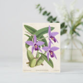 Paarse Laelia Orchid  Botanisch Briefkaart (Staand voorkant)