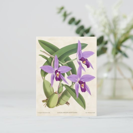 Paarse Laelia Orchid  Botanisch Briefkaart (Staand voorkant)