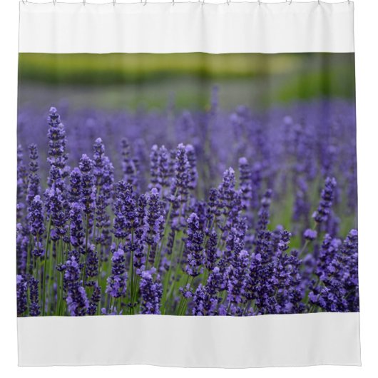 paarse lavendarbloemen douchegordijn (Voorkant)