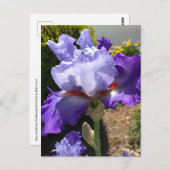 Paarse & Lavendel Bearded Iris Briefkaart (Voorkant / Achterkant)