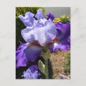 Paarse & Lavendel Bearded Iris Briefkaart (Voorkant)