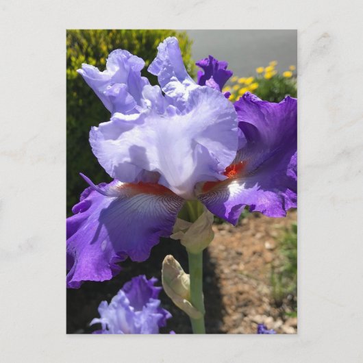 Paarse & Lavendel Bearded Iris Briefkaart (Voorkant)