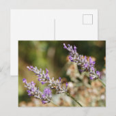 Paarse lavendel bloemen briefkaart (Voorkant / Achterkant)