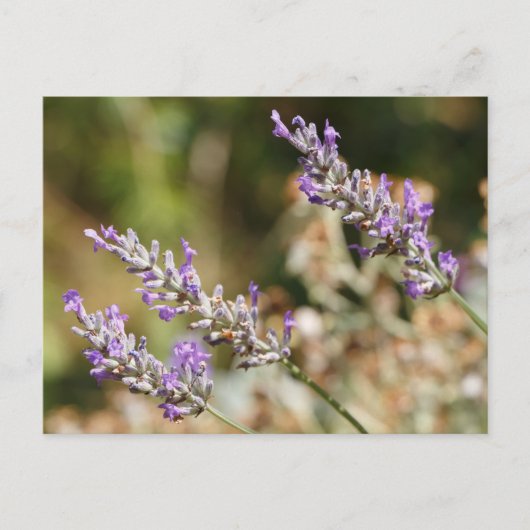 Paarse lavendel bloemen briefkaart (Voorkant)