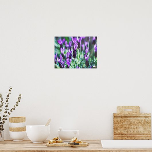 Paarse lavendel bloemen poster (Keuken)