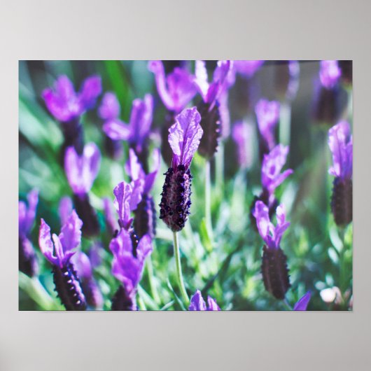 Paarse lavendel bloemen poster (Voorkant)