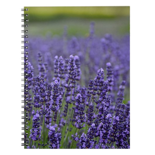 Paarse lavendel notitieboek (Voorkant)