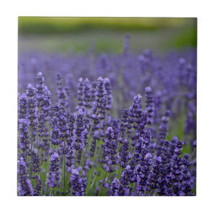 Paarse lavendel tegeltje