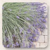 Paarse lavender Blooms Floral Bier Onderzetter (Voorkant)