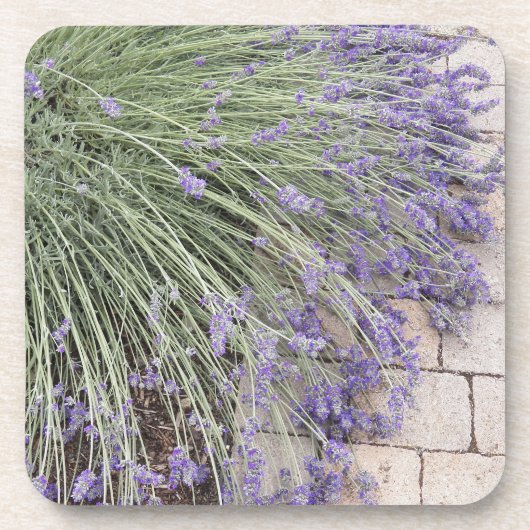 Paarse lavender Blooms Floral Bier Onderzetter (Voorkant)