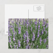 Paarse lavender Delight Briefkaart (Voorkant / Achterkant)