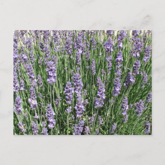 Paarse lavender Delight Briefkaart