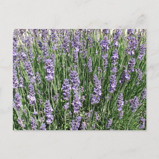 Paarse lavender Delight Briefkaart (Voorkant)