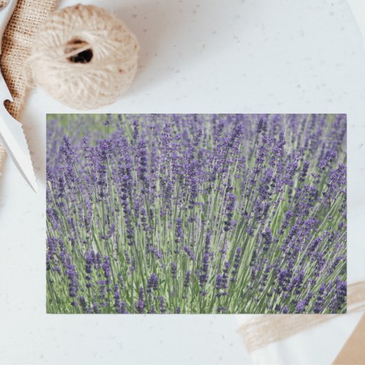 Paarse Lavender Fields Floral Tissuepapier