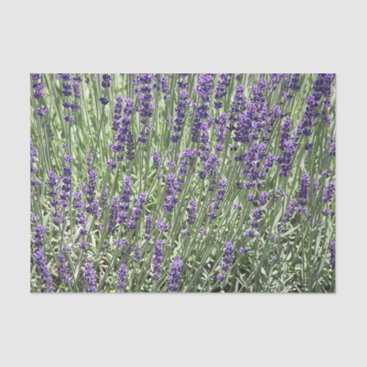 Paarse Lavender Fields Floral Tissuepapier