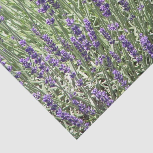 Paarse Lavender Fields Floral Tissuepapier (Detail)