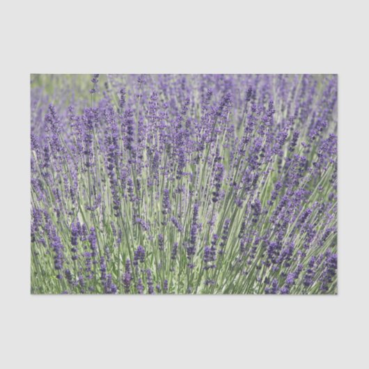 Paarse Lavender Fields Floral Tissuepapier (Voorkant)