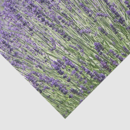 Paarse Lavender Fields Floral Tissuepapier