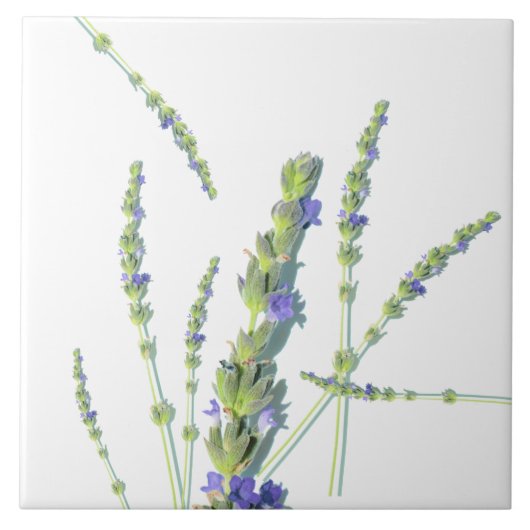 Paarse lavenderbloemen tegeltje (Voorkant)