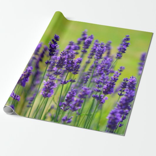 Paarse lavenderventiel cadeaupapier (Uitgerold)
