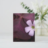 Paarse Leaf Shamrock Flower Briefkaart (Staand voorkant)