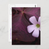 Paarse Leaf Shamrock Flower Briefkaart (Voorkant / Achterkant)