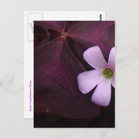 Paarse Leaf Shamrock Flower Briefkaart (Voorkant / Achterkant)