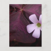 Paarse Leaf Shamrock Flower Briefkaart (Voorkant)