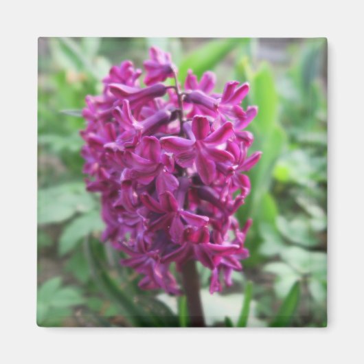 paarse lente bloem magneet (Voorkant)