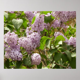 Paarse Lente Bloemen Mooie Sering Struik Poster