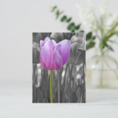 Paarse lente op zwart en wit briefkaart (Staand voorkant)