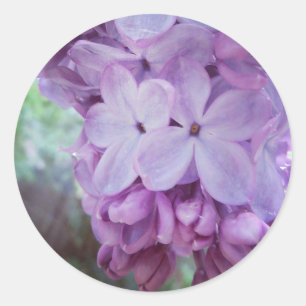 Paarse lente ronde sticker