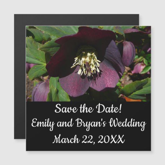 Paarse Lenten Roos Sneller (Voorkant / Achterkant)