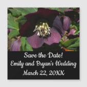 Paarse Lenten Roos Sneller (Voorkant)