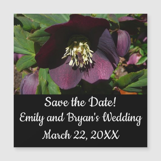 Paarse Lenten Roos Sneller (Voorkant)