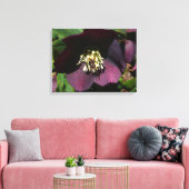 Paarse Lenten Roos Sneller Canvas Afdruk (Insitu (Woonkamer))