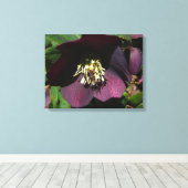 Paarse Lenten Roos Sneller Canvas Afdruk (Insitu (Houten vloer))